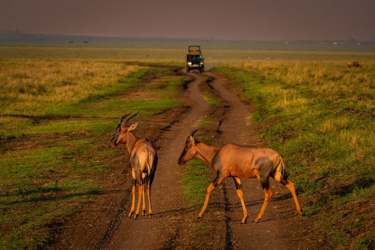 085 Masai Mara, lierantilopes.jpg